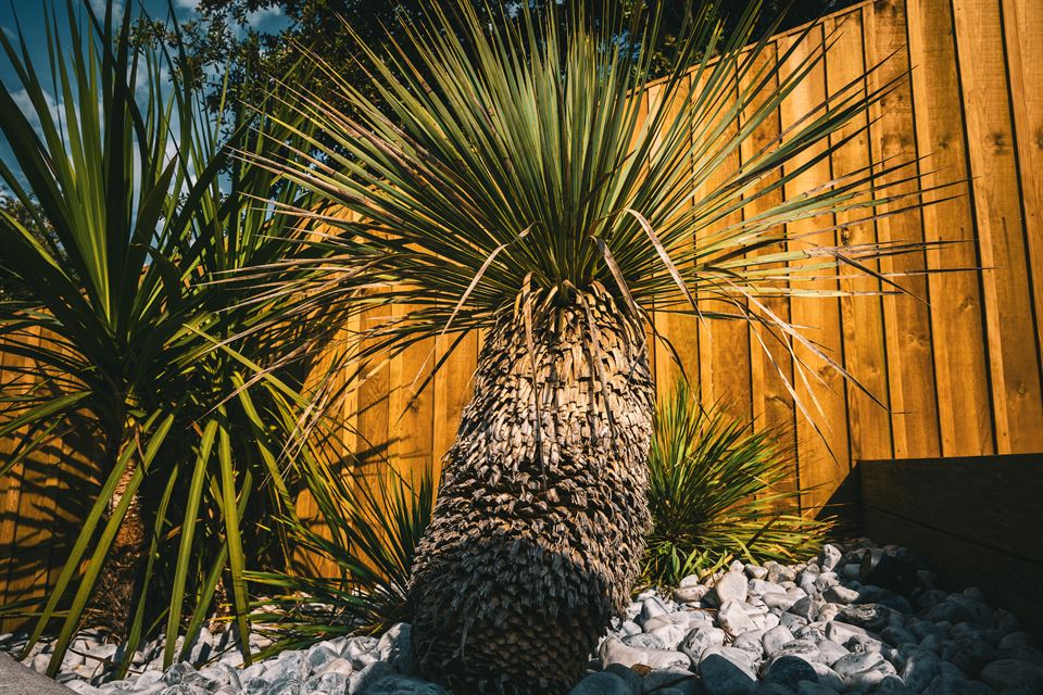 Création paysagère à l’Île d’Oléron : la plantation d’oliviers et de palmiers pour un jardin d’inspiration méditerranéenne